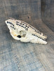Vintage Hand Scripted Javalina/Peccary Skull