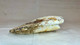 Vintage Lobster Crusher Claw