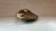 Vintage Lobster Cutter Claw