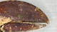 Vintage Lobster Cutter Claw