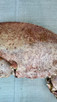 Vintage Pink Lobster Crusher Claw