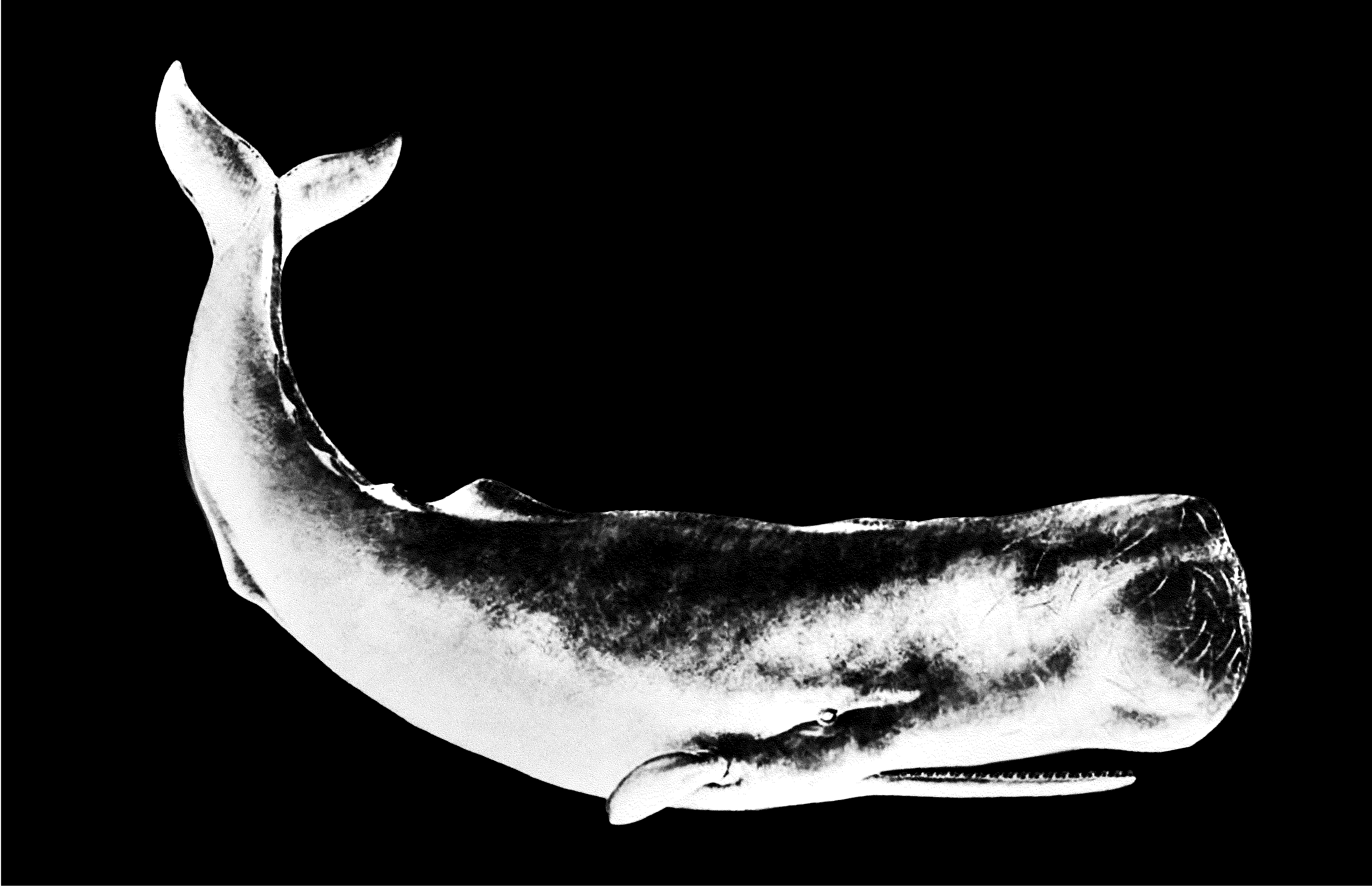 whale-dark-01.jpg