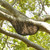 Cambodian Wild Honey