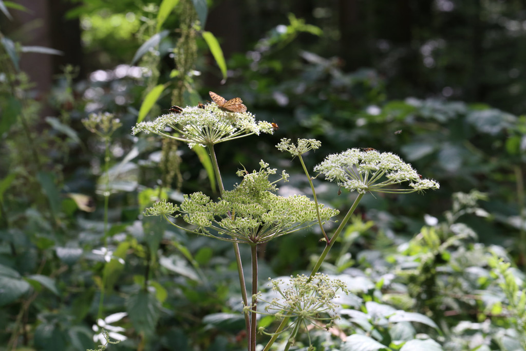 Caraway