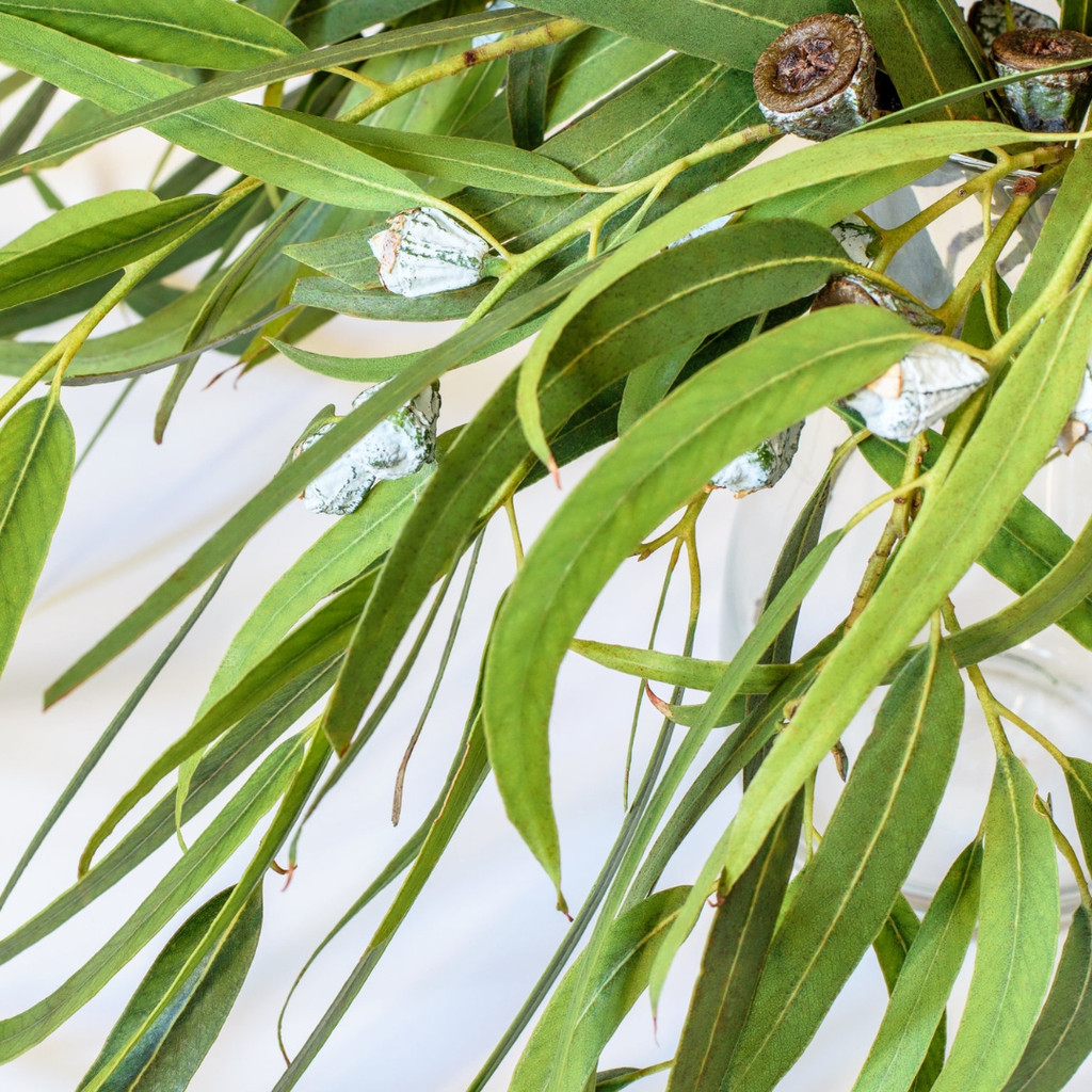 Branches of natural fresh eucalyptus radiant with buds