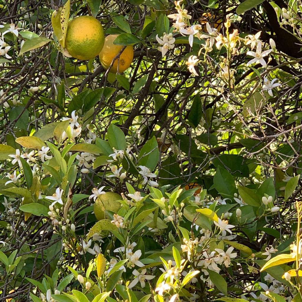 Orange Flower Leaves and Fruit