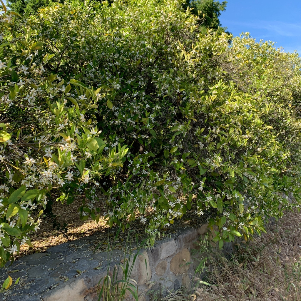 Orange tree with flowers