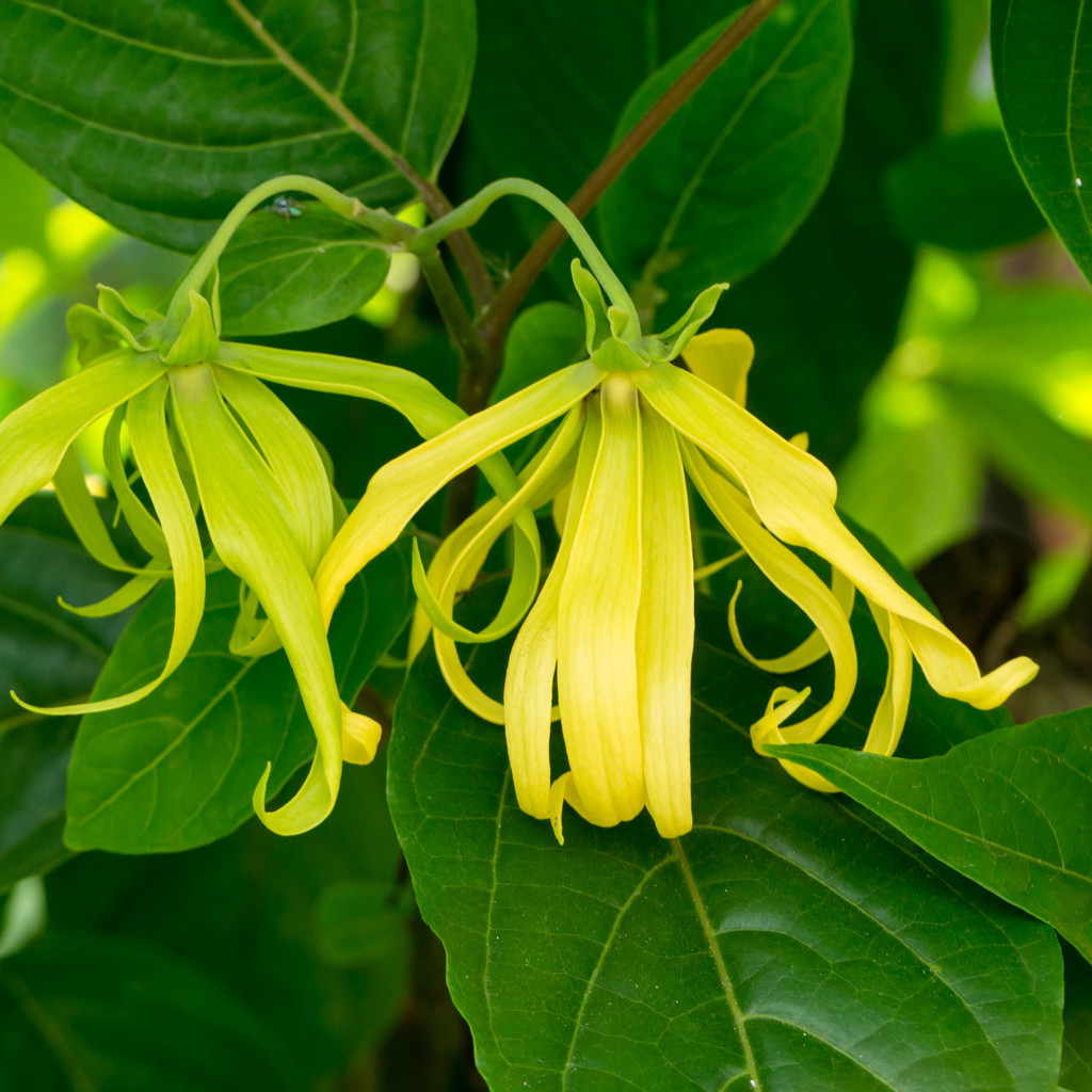 Ylang Ylang Complete