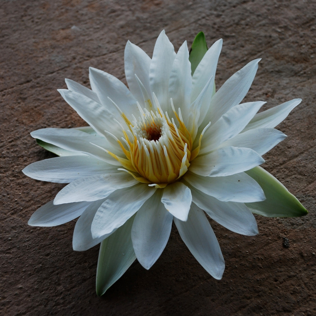 White Lotus Flower from India for absolute