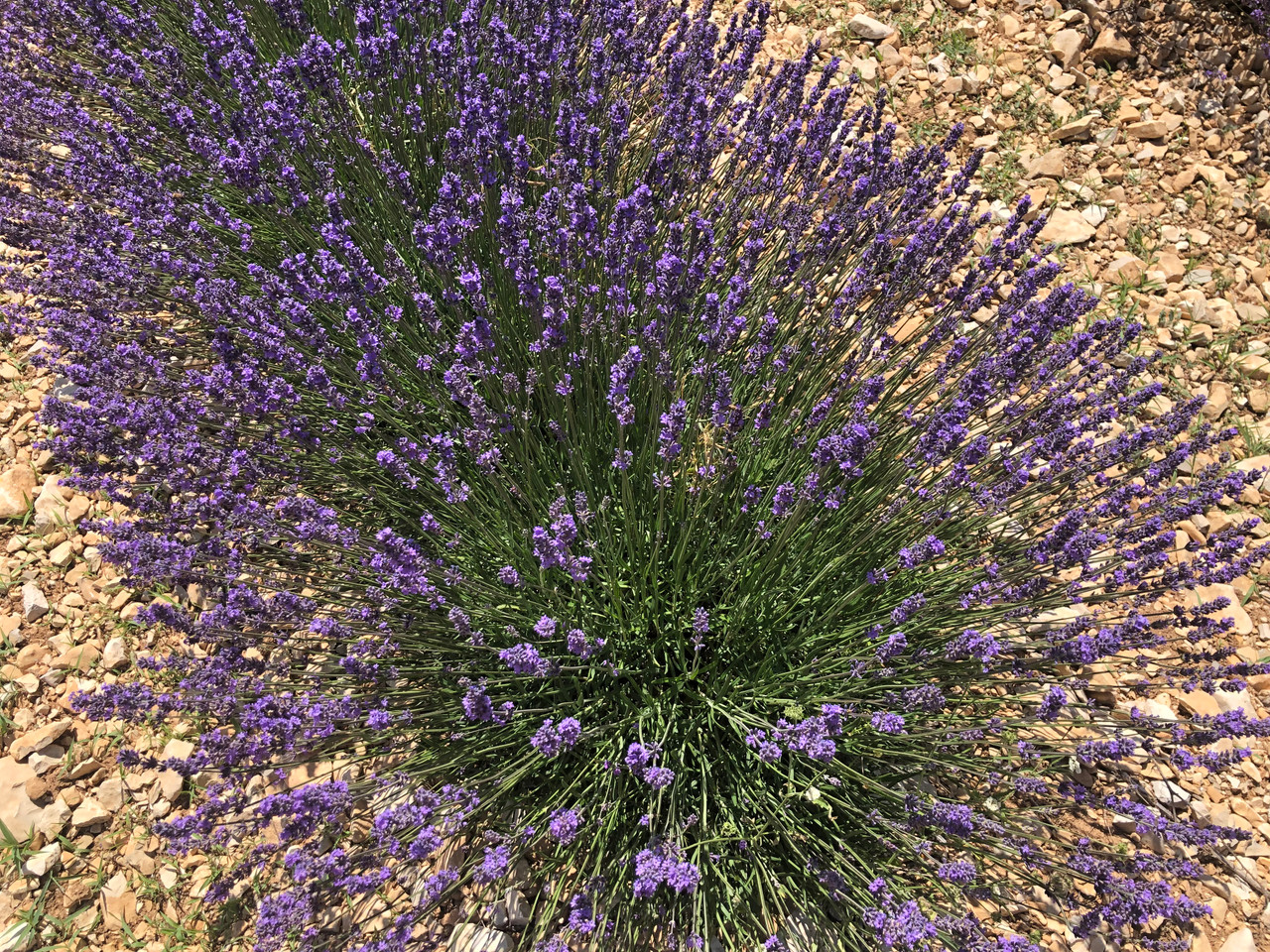 Lavandin, Super Essential Oil
