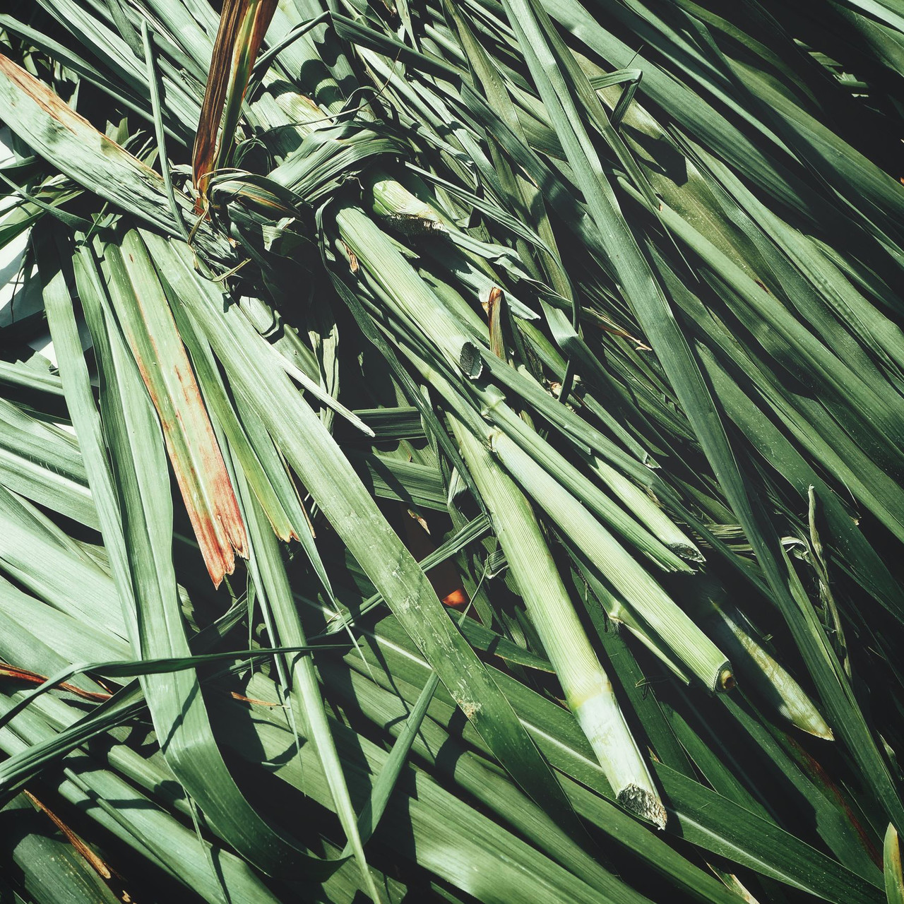 Vetiver, Wild Essential Oil