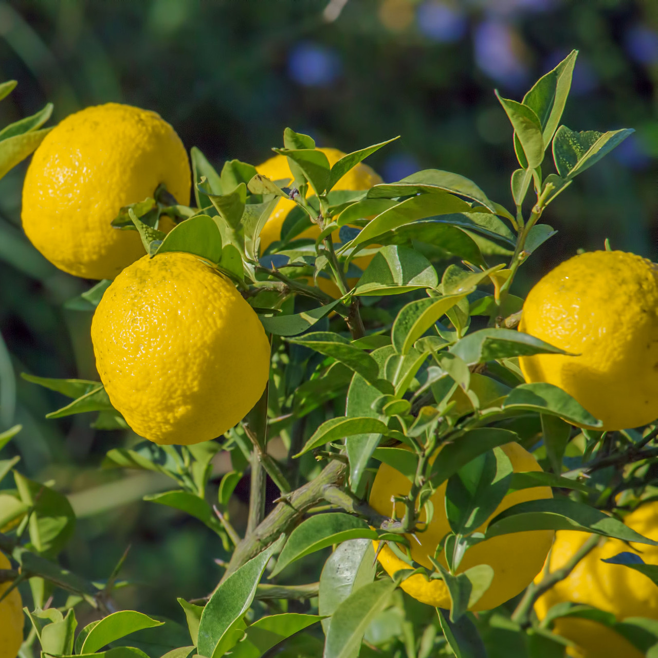 Yuzu Essential Oil