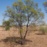 Buddhawood Essential Oil, Australia