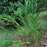 Enfleurage Cardamom Plant to make Essential Oil