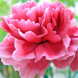 Carnation absolute