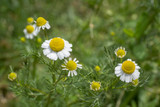 Chamomile, German Essential Oil, Organic, Egypt