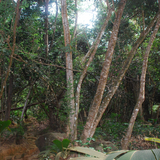 Cinnamon trees, used to make essential oil