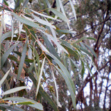 Eucalyptus Blue Mallee Essential Oil, Organic, Australia