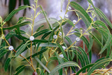 Eucalyptus Globulus