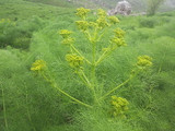 Galbanum Essential Oil, Organic, France