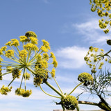 Galbanum flower for essential oil