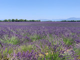 Lavender Fine Essential Oil, AOP Organic, France