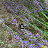 Bee with lavender flower to make Spike Lavender essential oil from Enfluerage
