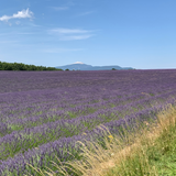 Lavender field