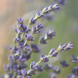 Lavender, Wild Alpine