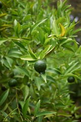 Mandarin, Green Essential Oil, Organic, Italy