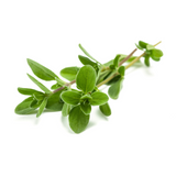 Marjoram Essential Oil, Organic, Egypt