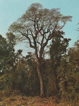 Peru Balsam Essential Oil, Wildcrafted, El Salvador