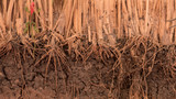 Vetiver, Wild Essential Oil, Wildcrafted, India