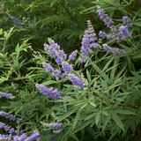 Chaste Tree ( Vitex ) Essential Oil, Wildcrafted, Croatia