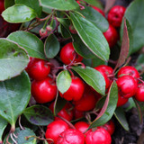 Wintergreen plant for essential oil