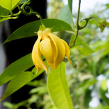 Ylang Ylang Extra