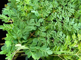Moringa seed Moringa seed