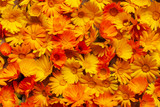 Calendula