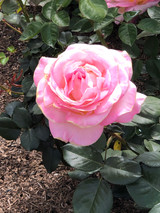 Moisture Cream, Rose Petal