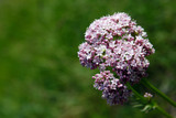 Valerian Essential Oil, Organic, Nepal