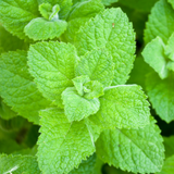 Spearmint Essential Oil, Organic, USA