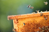 Beeswax Absolute, Morocco