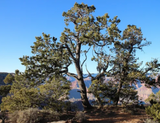 Piñon Pine