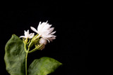 White Flowers