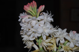 Tuberose in India