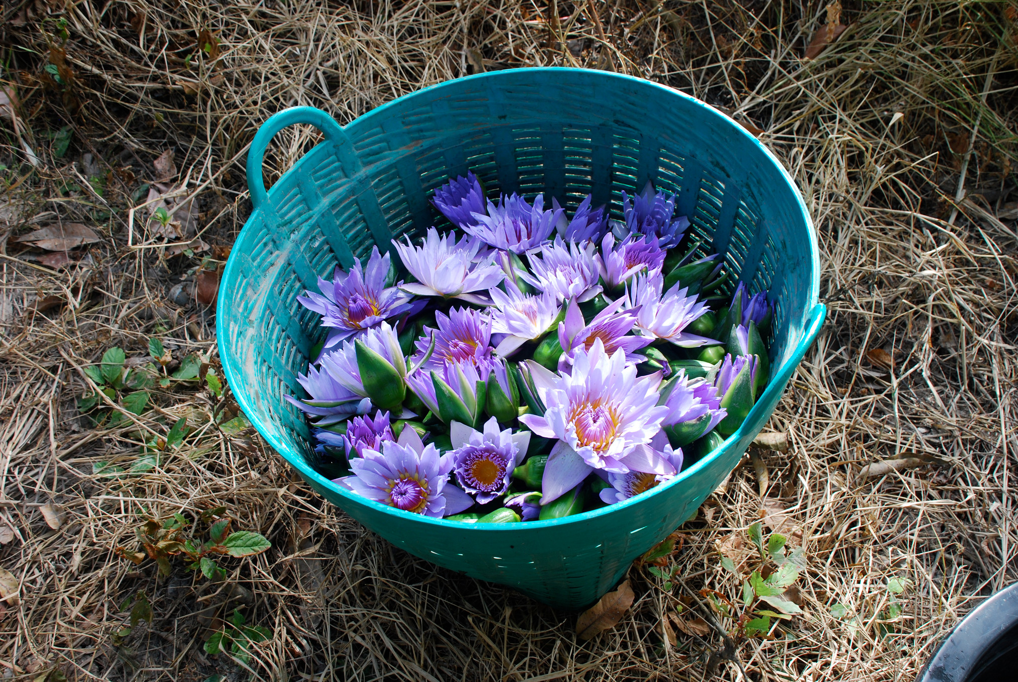 Blue Lotus Absolute (Nymphaea caerulea) from