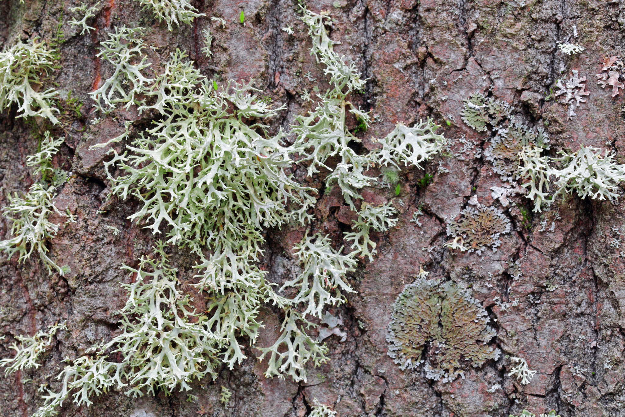 Oakmoss Absolute Essential Oil (Evernia Prunastri). 100% Pure and natural.