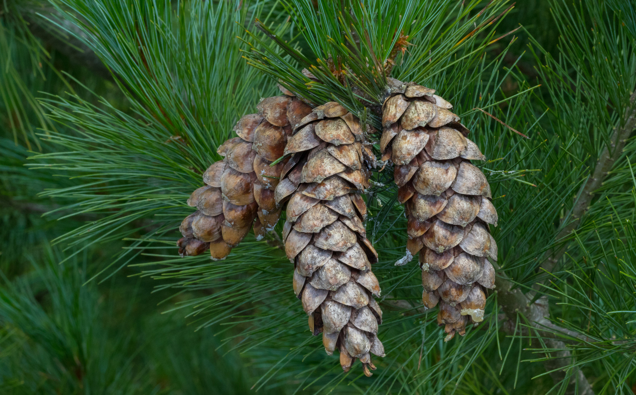 State Flower - White Pine and White Pine Cone & Tassel