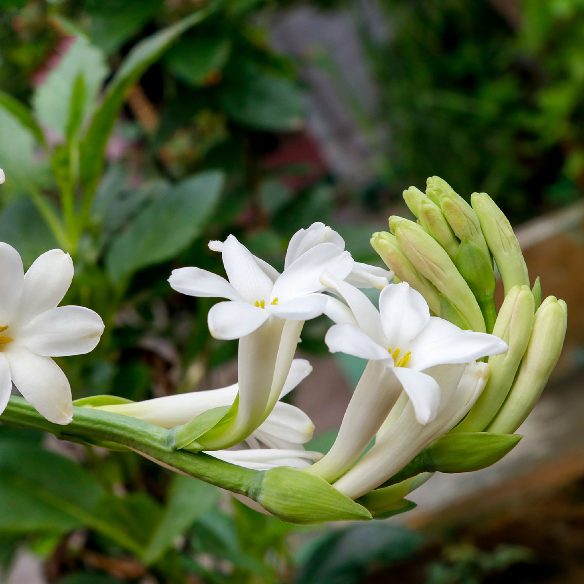 Tuberose Absolute, Polianthes Tuberosa, India 