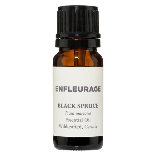 Spruce, Black